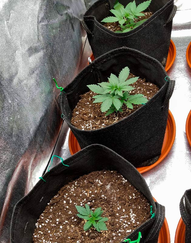 Растишки Purple Punch OG XL Auto на 2 неделе