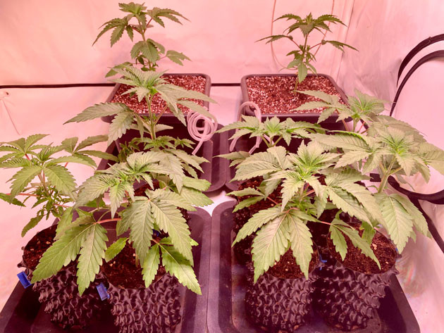 3 неделя роста Orange Kush Cake R1