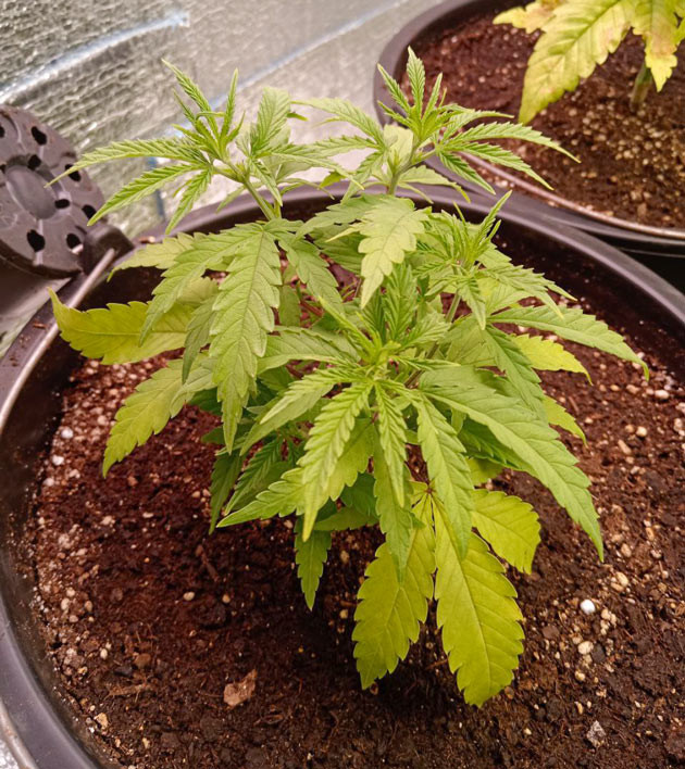 Пересадка конопли Росток Gelato 2 Auto от сидбанка Семяныч на 2 неделе