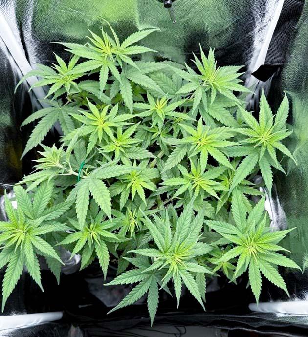 Куст Mimosa Evo от Barney’s Farm на 6 неделе