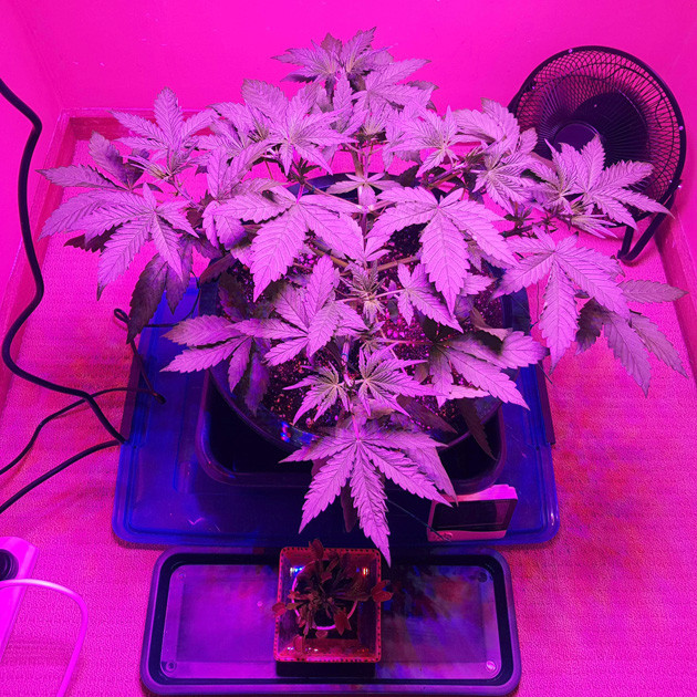 Процесс вегетации марихуаны