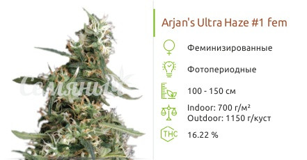 Arjan's Ultra Haze #1 от Green House Seeds