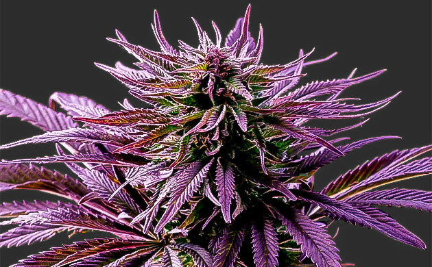 Каннабис фиолетового оттенка