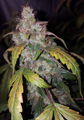 Сформированная шишка марихуаны Whote Widow auto