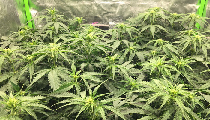 Изменение света и светового режима на стадии цветения Начало цветения Jack 47 Auto