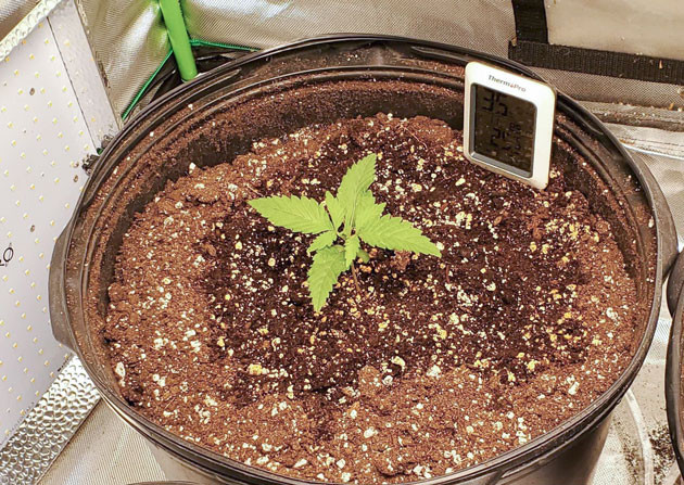 Медленное начало Cafe Racer