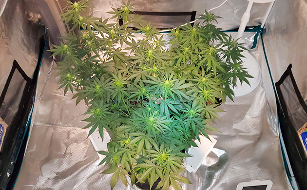 Auto Lemon Kix дефолиация на 5 неделе