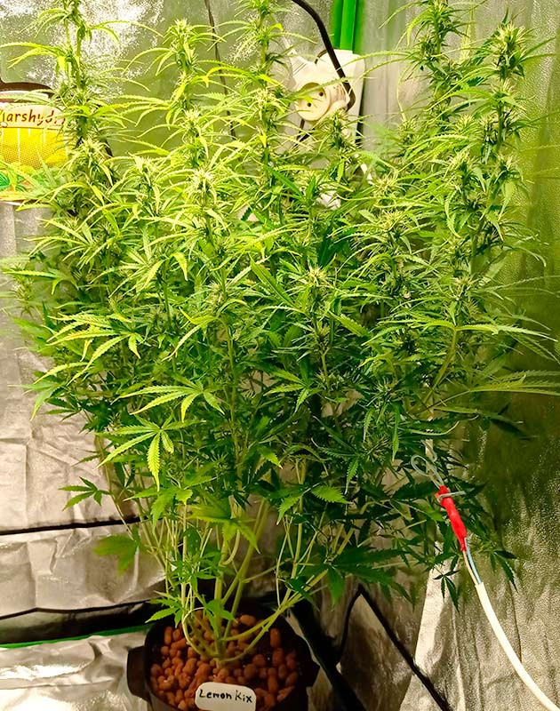 6 неделя выращивания Растения высотой 110 сантиметров