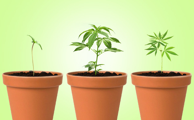 Кусты с разными формами листьев