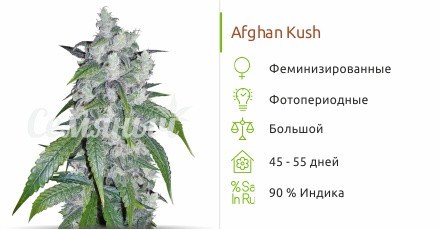 Afghan Kush от сидбанка Семяныч