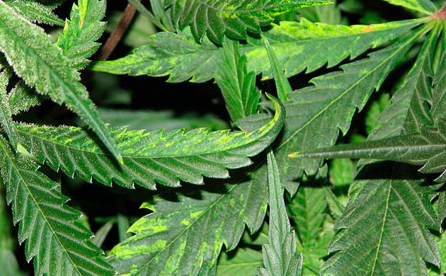 Вирус табачной мозаики Поражение листьев вирусом табачной мозаики