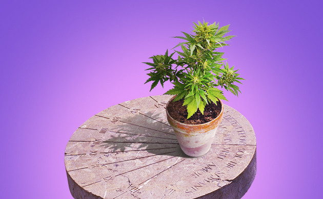 Зависимость цветения от светового дня