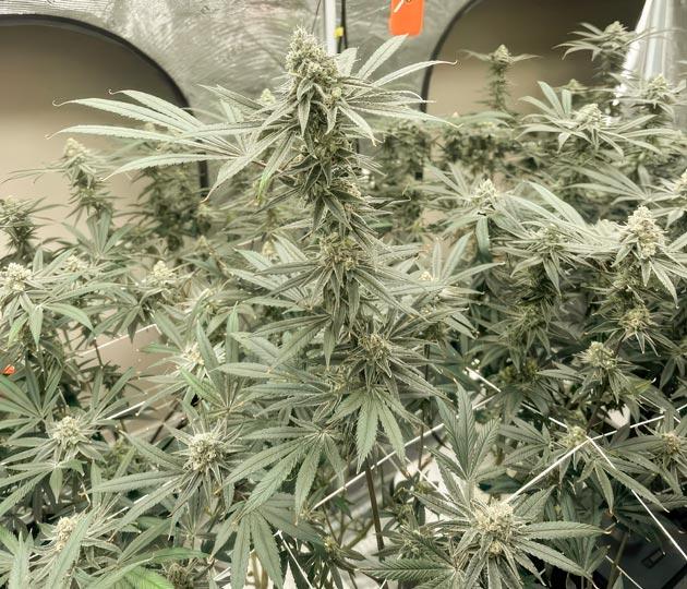 Финальная стадия цветения каннабиса