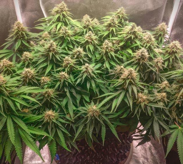 Изменения состава удобрений для конопли Куст Super Silver Haze на 12 неделе выращивания