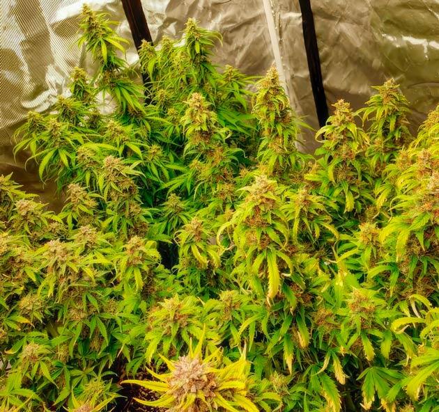 13-я неделя развития сорта Northern Lights 10 of 10