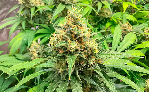 Промывка куста Critical Kush перед харвестом