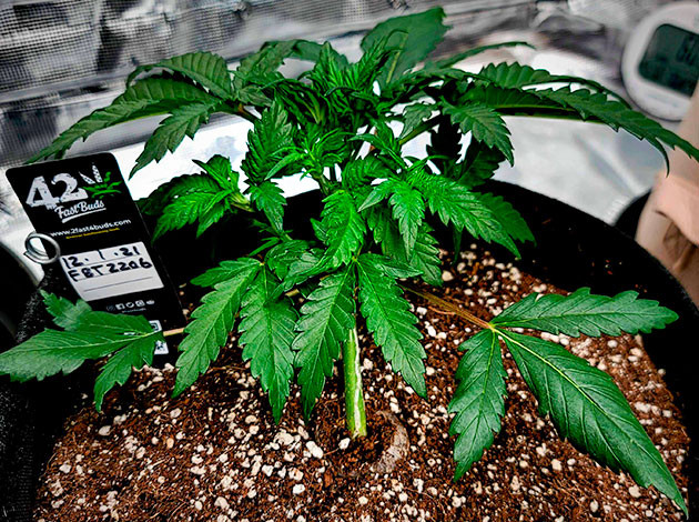 Стимуляция роста куста Gorilla Zkittlez Auto