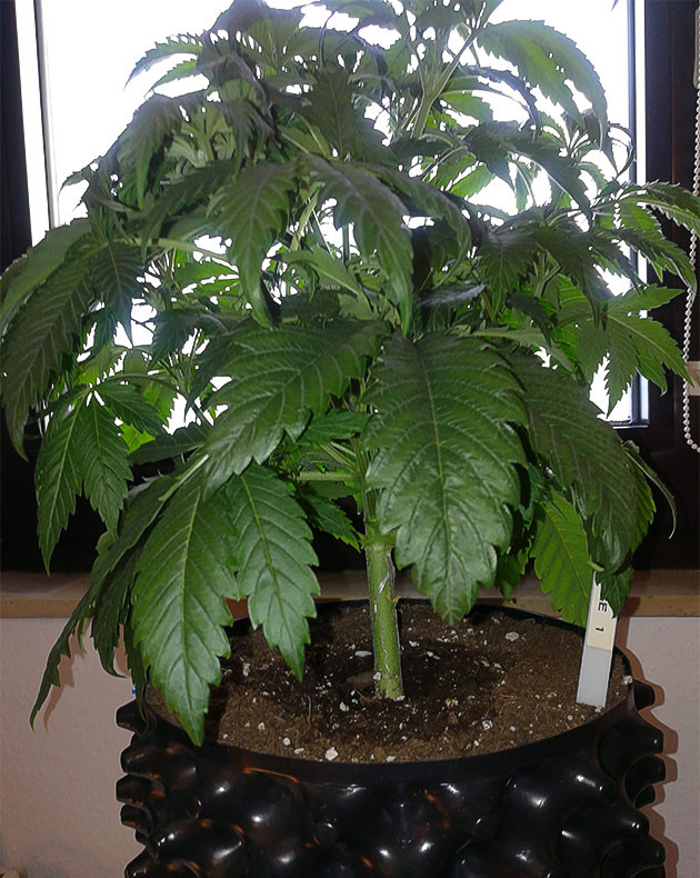 Куст высотой 33 см