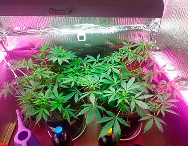 Кусты Auto Tutankhamon от Pyramid Seeds на 6 неделе