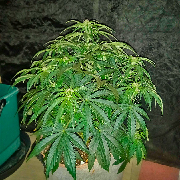 Куст Apollo F1 Auto ростом 49 см