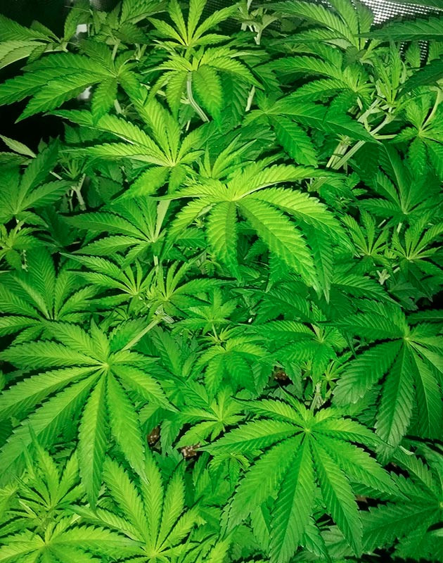 Куст ростом 55 см