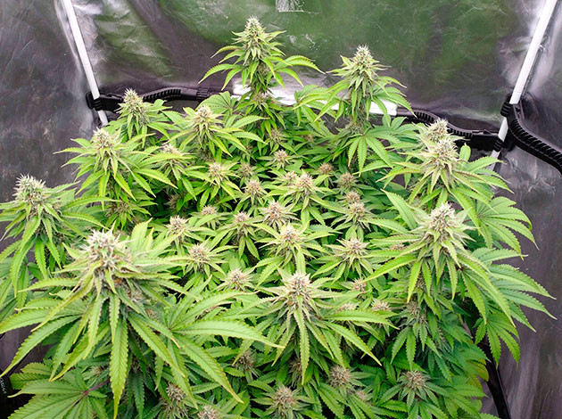 Рост соцветий Blue Gelato 41 на 14-15-й неделе Неделя 14-15: рост марихуаны Blue Gelato 41