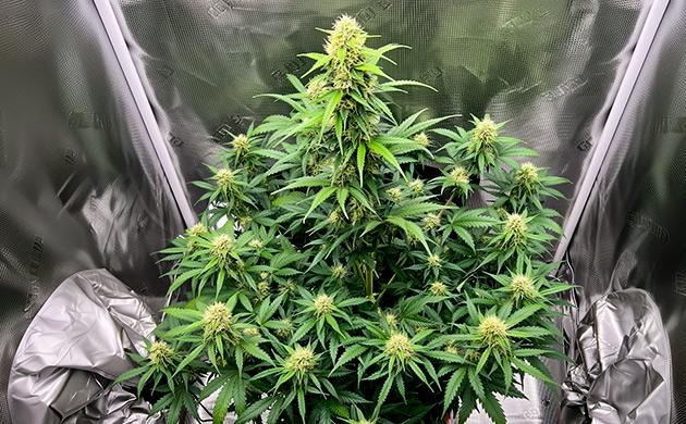 Цитокинины – мастера клеточного деления