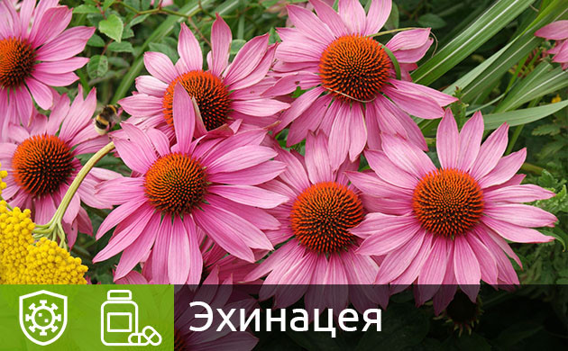 Эхинацея и сочетание с каннабисом Цветки эхинацеи