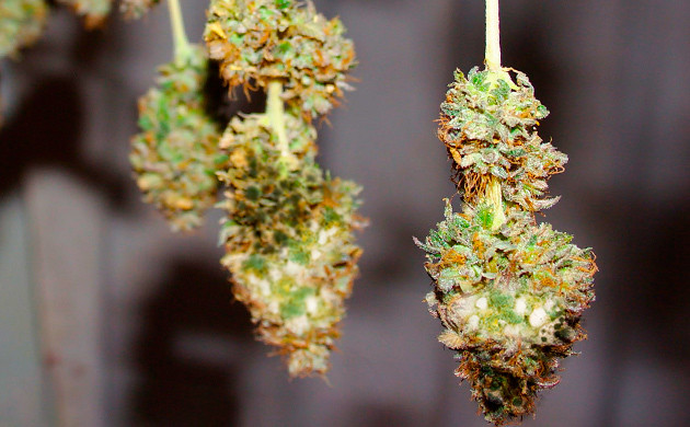 Воздействие бутонной гнили на коноплю Как бутонная гниль поражает каннабис