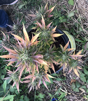 Выращивание в горшке Pineapple Express Auto
