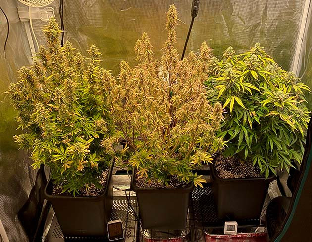 Два куста Think Different auto и один куст Amnesia Haze в боксе