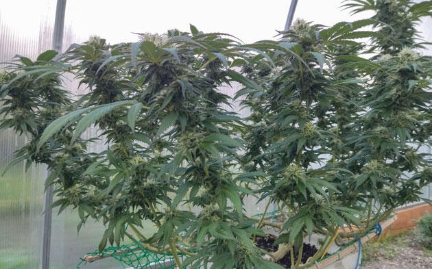 Каннабис с синим оттенком листвы и покрытыми трихомами шишками