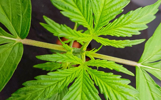 Кустик конопли с обрезанной верхушкой