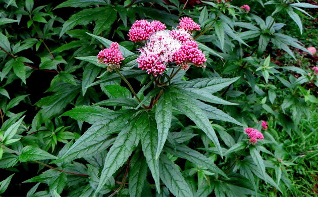 Посконник коноплевидный