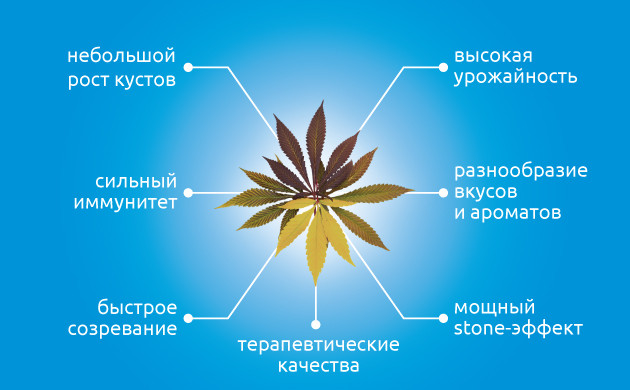 Почему гроверы любят индику? Индика: множество причин для любви
