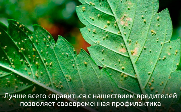 Вредители конопли