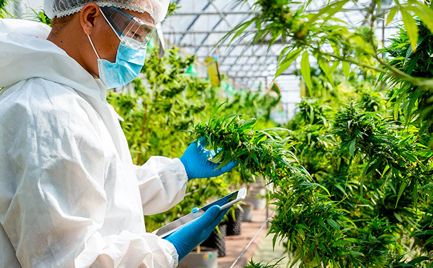 Предотвращение загнивания куста конопли Хорошая санитарная обработка