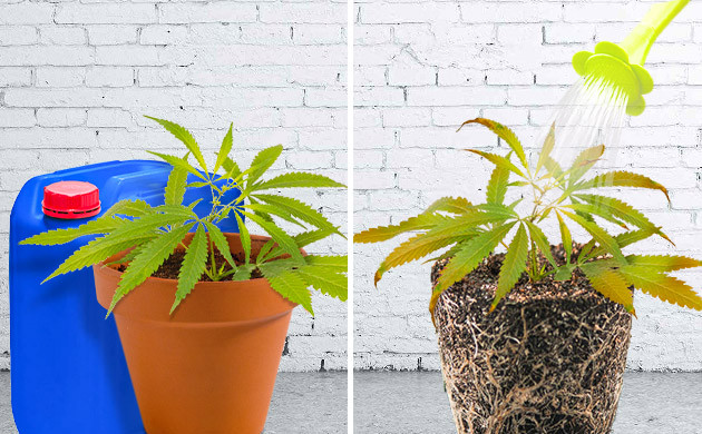 Признаки перекорма после внесения удобрений