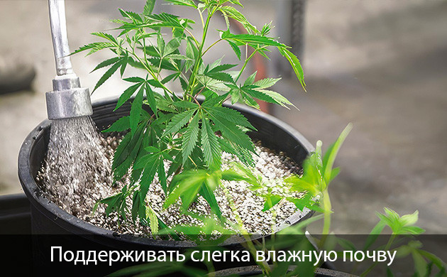 Причины нехватки калия у конопли