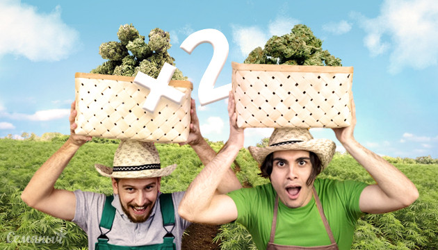 Сбор двух урожаев за сезон в аутдоре