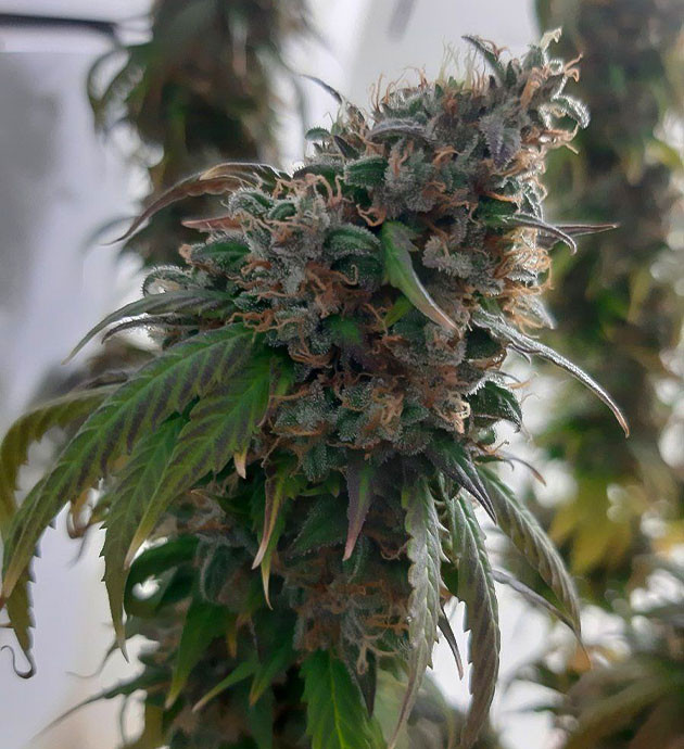 Отключение ДНаТ и подготовка Подготовка Critical Orange Punch Auto к срезке