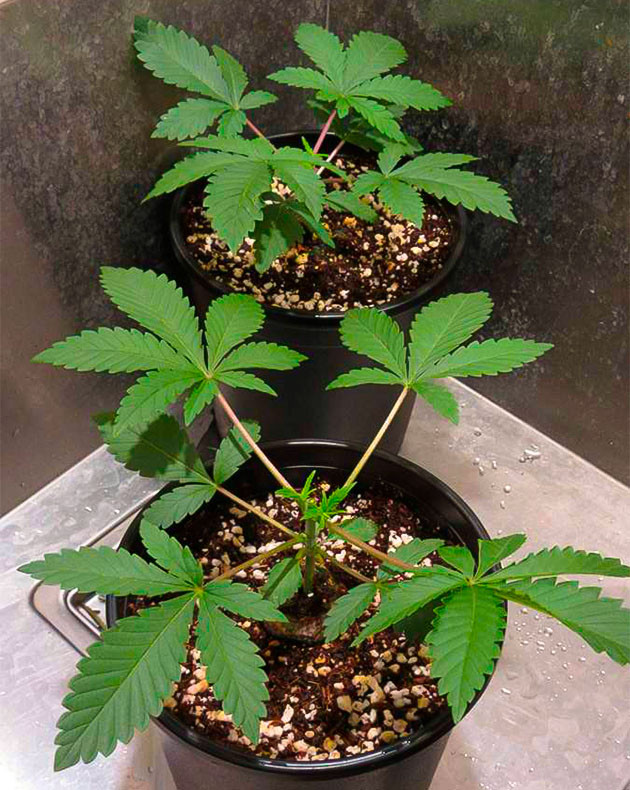 Начало тренировки растений на 4 неделе выращивания Кусты с обрезанными верхушками