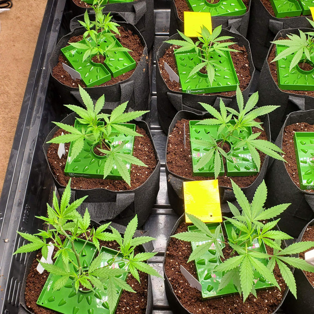 Горшки с автополивом