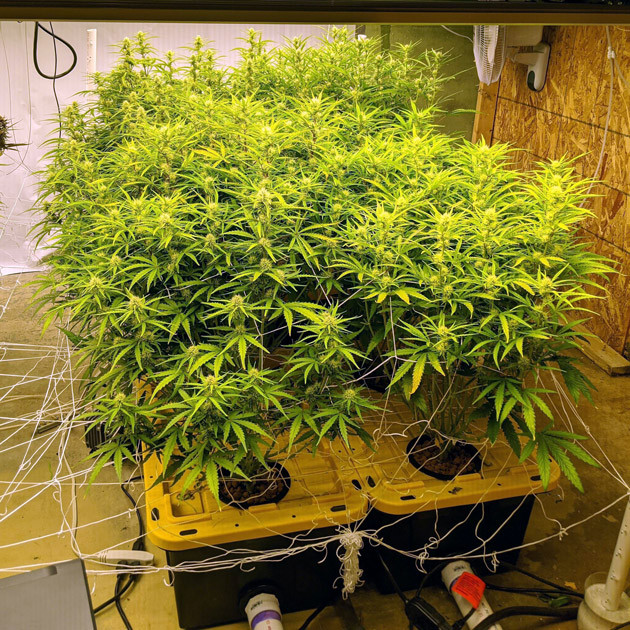 Цветение марихуаны Girl Scout Cookies auto fem