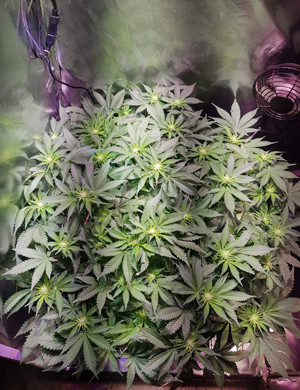 Появление предцветов на кусте