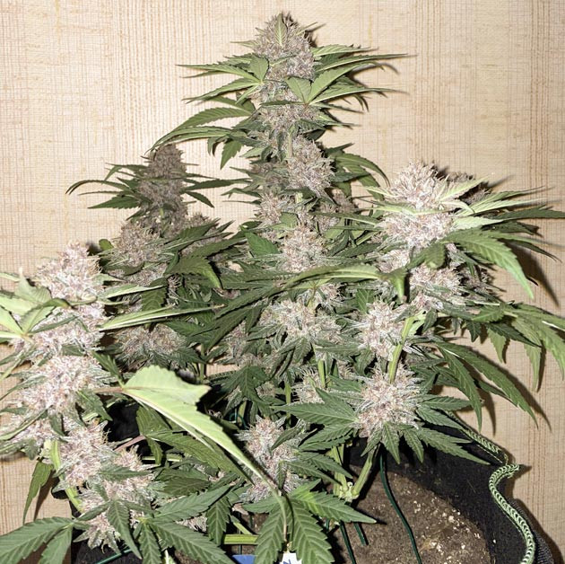 Созревание сорта Runtz Auto