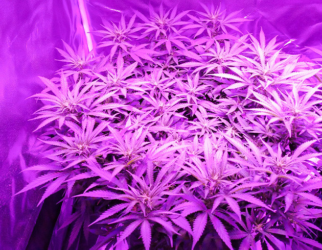 Девятая неделя выращивания Появление бутонов