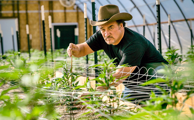 Джеймс Белуши выращивает марихуану для нуждающихся