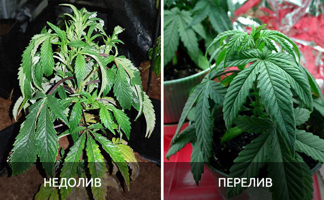Неправильный полив конопли Листья при переливе и недоливе воды