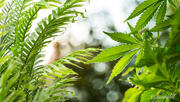 Растения со схожим каннабису эффектом
